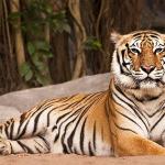 1629468142 302 Bengalin tiikeri elinymparisto ja ominaisuudet