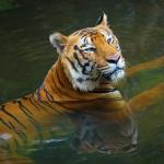 1629468142 348 Bengalin tiikeri elinymparisto ja ominaisuudet