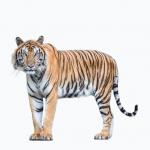 1629468142 423 Bengalin tiikeri elinymparisto ja ominaisuudet