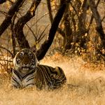 1629468142 453 Bengalin tiikeri elinymparisto ja ominaisuudet