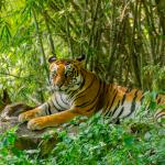 1629468142 662 Bengalin tiikeri elinymparisto ja ominaisuudet