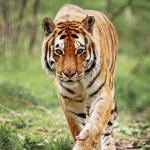 1629468142 702 Bengalin tiikeri elinymparisto ja ominaisuudet