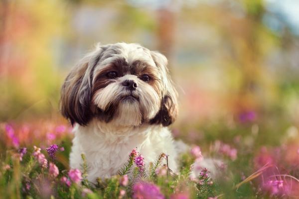 Koirat, jotka eivät irtoa - Shih tzu