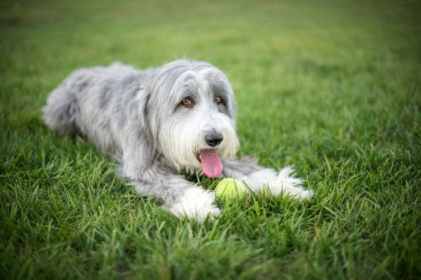 Koirat, jotka eivät karvaa - Parrakas collie