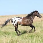 1629510233 132 Appaloosa