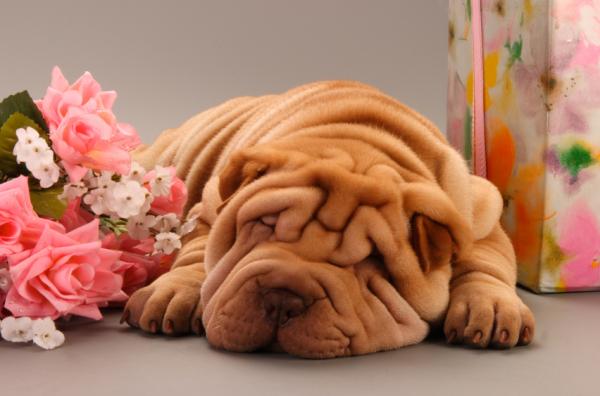 Uros- ja naaraspuoliset Shar Pei -koiranimet - Naispuoliset Shar Pei -koiranimet