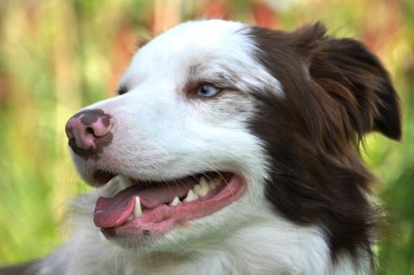 Vinkkejä koirasi hampaiden hoitoon - Yleisiä suosituksia koirasi hampaiden hoidosta