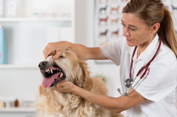 Vinkkejä koirasi hampaiden hoitoon - Miksi hoitaa koirasi hampaita?