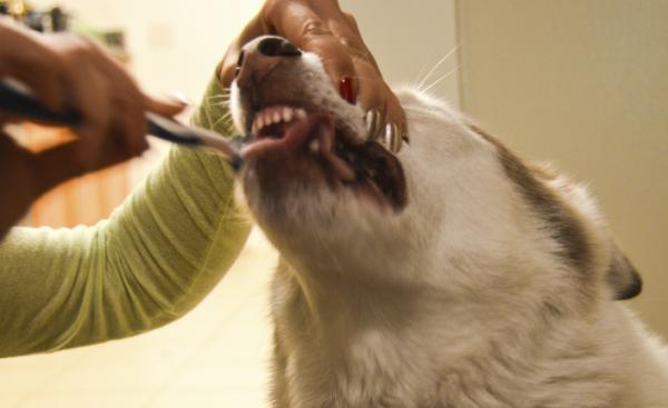 Vinkkejä koirasi hampaiden hoitoon - Pidä koiran suuhygienia kunnossa