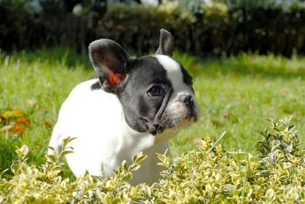 Bulldog -koirien nimet - Ranskanbulldoggikoirien nimet