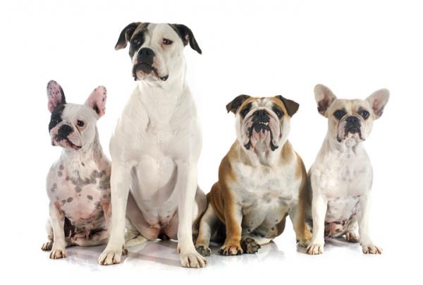 Bulldog -koirien nimet - Bulldog -ominaisuudet