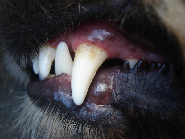 10 merkkiä vanhuudesta koirilla - 6. Ontelojen ja hammaskiven ulkonäkö