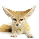 1629585902 71 Aavikkokettu tai fennec