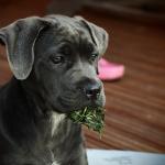 1629594683 925 Cane corso tai italialainen mastiffi