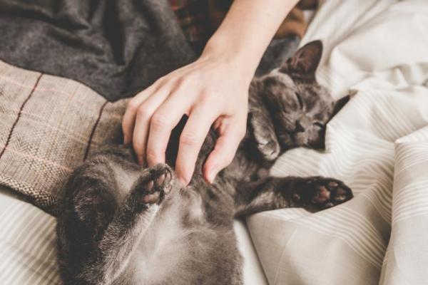 7 asiaa, jotka kissasi tietää sinusta - 7. Kissat kykenevät kouluttamaan ja manipuloimaan sinua
