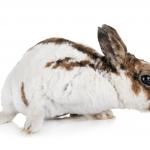 1629736418 12 Mini rex kani