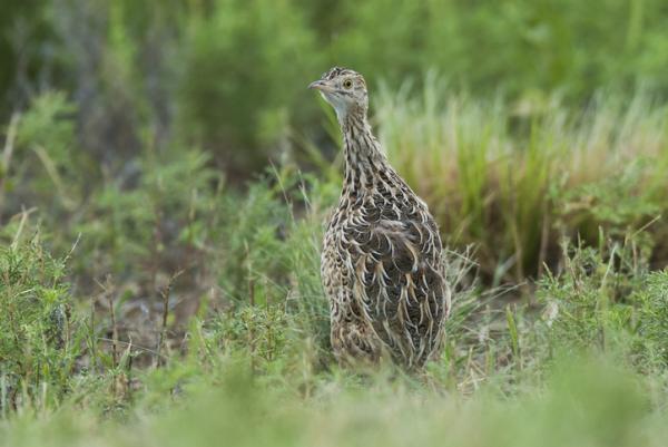 Eläimet, jotka alkavat I - 9. Yleinen inambú (Nothura maculosa) 
