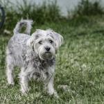 1629795877 345 Chorkie