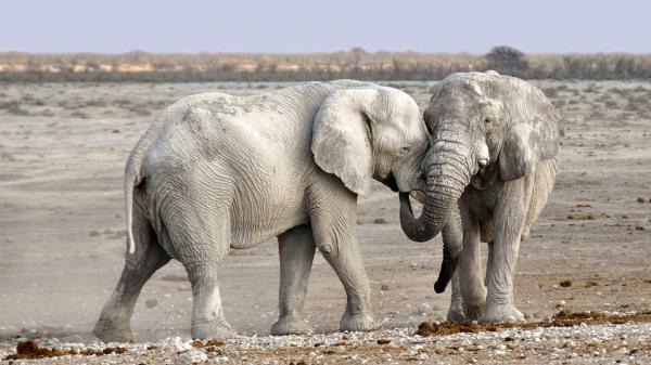 Elephant trivia - Elephants social trivia
