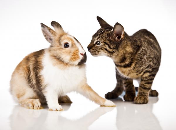 Kissojen ja kanien rinnakkaiselo - Jos kani tulee myöhemmin ...