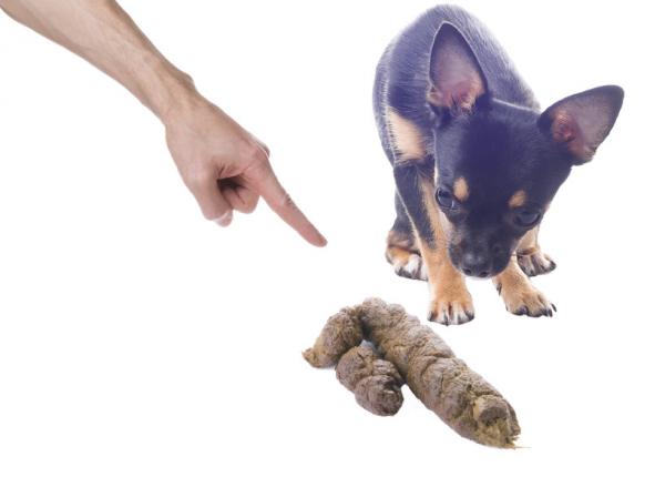5 yleistä virhettä koiran nuhdellessa - 3. Pääsy virtsaan tai ulosteeseen