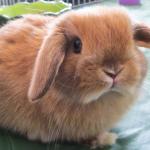 1629921877 540 Mini lop kani