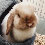 1629921877 574 Mini lop kani