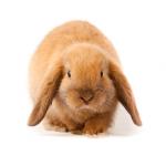 1629921877 595 Mini lop kani