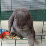 1629921877 968 Mini lop kani