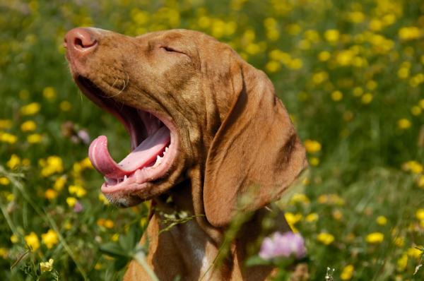 Koirien kieli ja rauhallisuuden merkit - Täydellinen opas - Koiran rauhallisuuden merkit