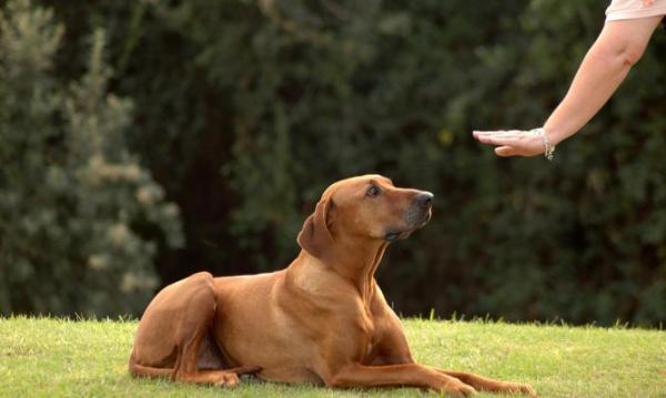 Koirien kieli ja rauhallisuuden merkit - Täydellinen opas - Miten meidän pitäisi kommunikoida koiramme kanssa?