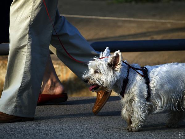 10 yleistä virhettä koiran kanssa kävellessä - 3. Huutaminen tai lyöminen, kun he vihaavat toista koiraa