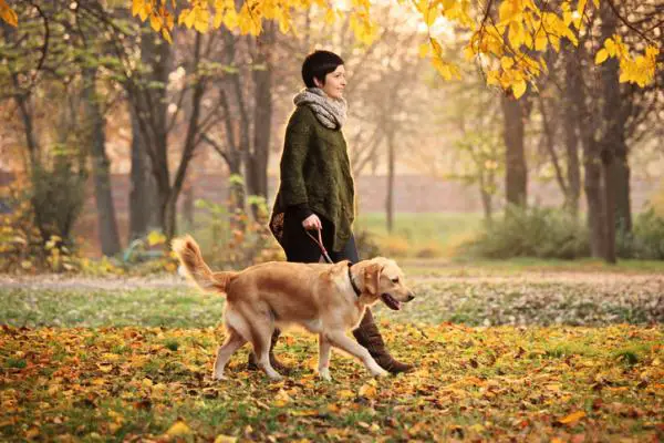 10 yleistä virhettä koiran kanssa kävellessä - 8. Älä muuta kävelyreittiä