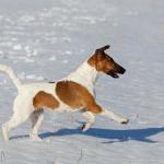 1630020761 637 Sileakarvainen foksiterrieri