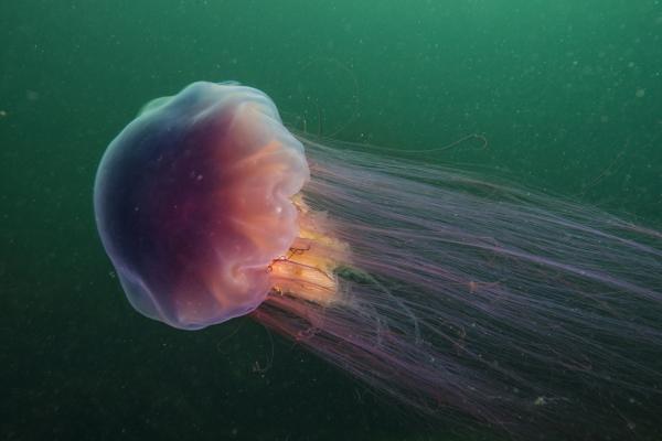 Meduusojen uteliaisuudet - On jättimäinen kokoinen laji