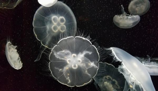 Meduusojen uteliaisuudet - Niiden runko on täynnä valoa