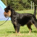 1630071300 471 Belgialainen griffoni