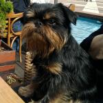 1630071300 525 Belgialainen griffoni