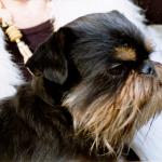 1630071300 598 Belgialainen griffoni