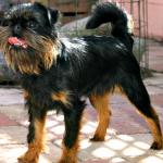1630071300 807 Belgialainen griffoni