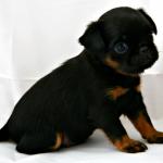 1630071300 869 Belgialainen griffoni