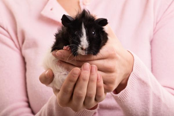 Tunnistavatko marsut omistajansa?  - Muita vinkkejä marsulle luottamaan sinuun