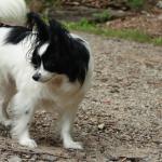 1630105198 266 Papillon
