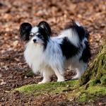 1630105198 281 Papillon