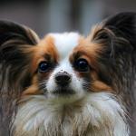 1630105198 43 Papillon