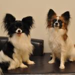 1630105198 470 Papillon