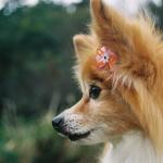 1630105198 586 Papillon