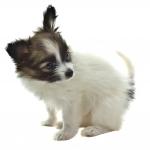 1630105198 634 Papillon