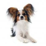 1630105198 882 Papillon
