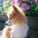 1630105198 923 Papillon